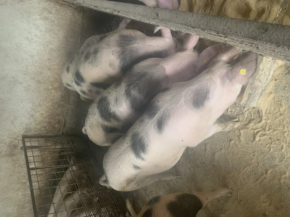 De plecare porci pentru sacrificare