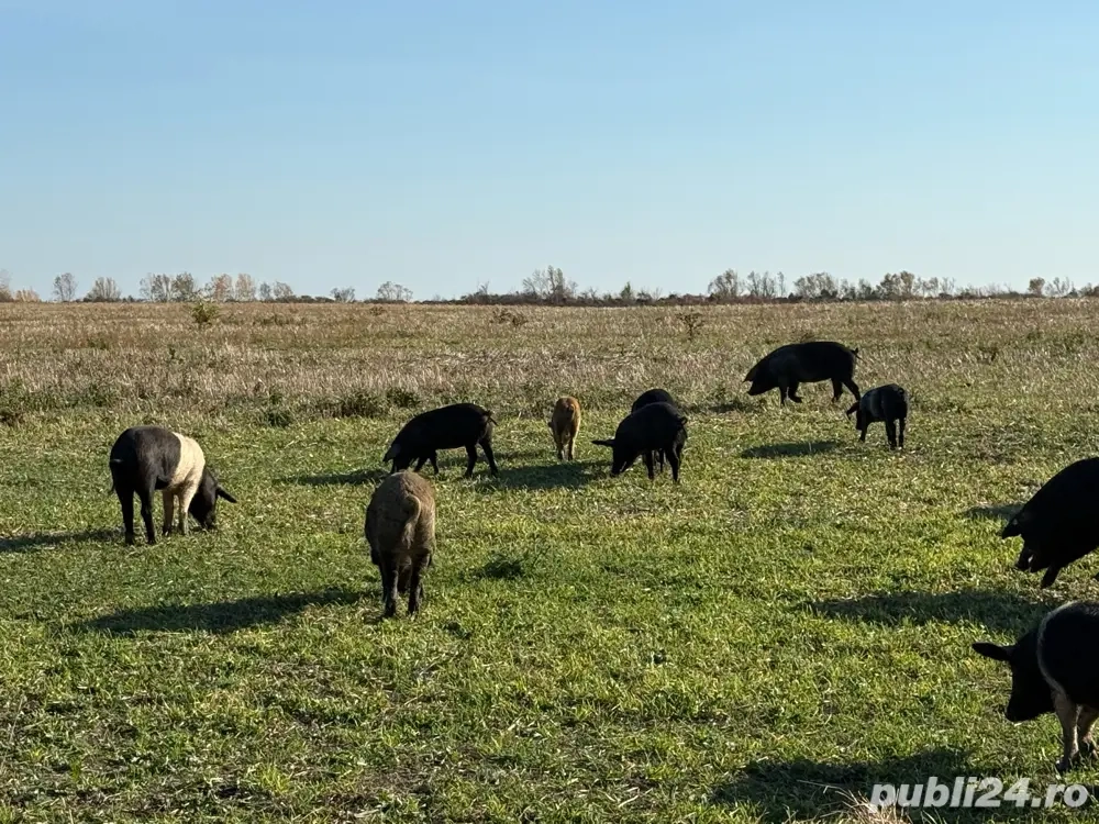 Porci Mangalița Crescut Natural