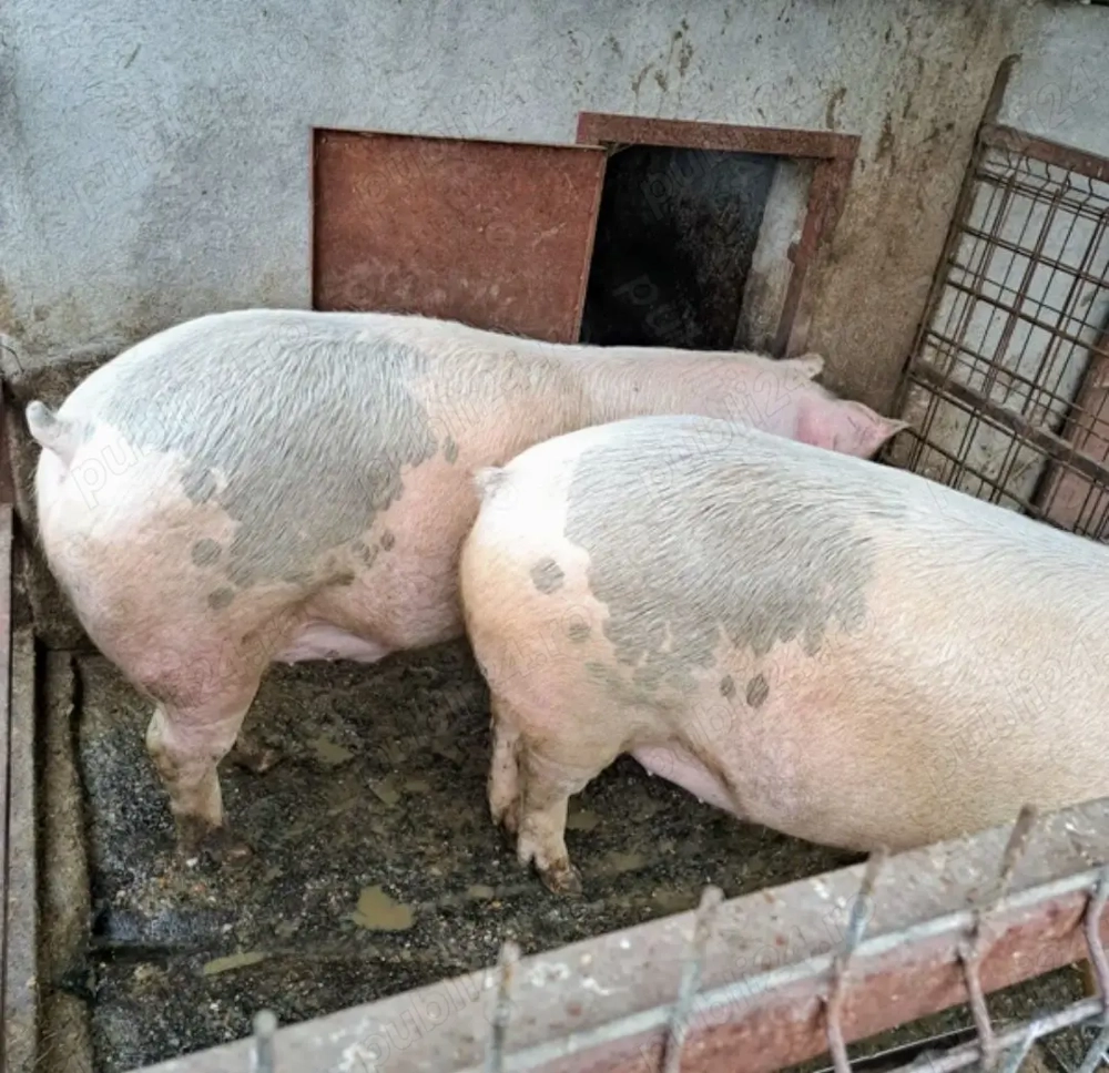 Porc de carne 200 kg de țară, crescut în bătătură, de vanzare (in viu)