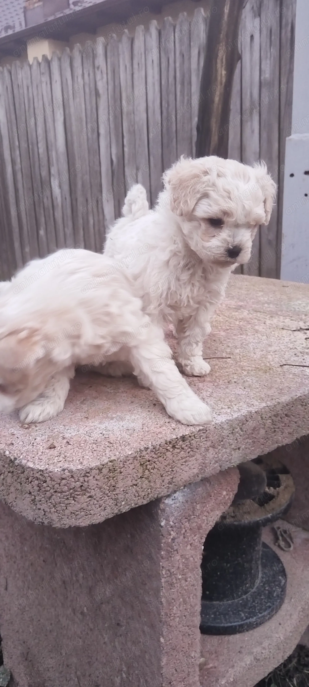 Bichon deparazitați, foarte jucăuși 