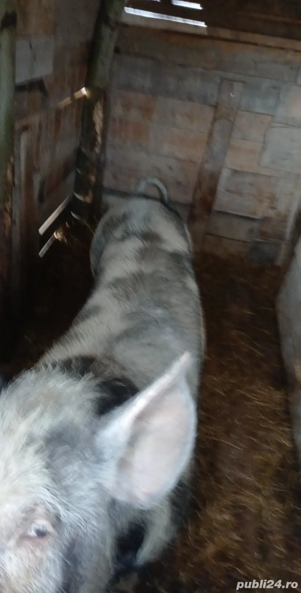 vand porci pentru sacrificat