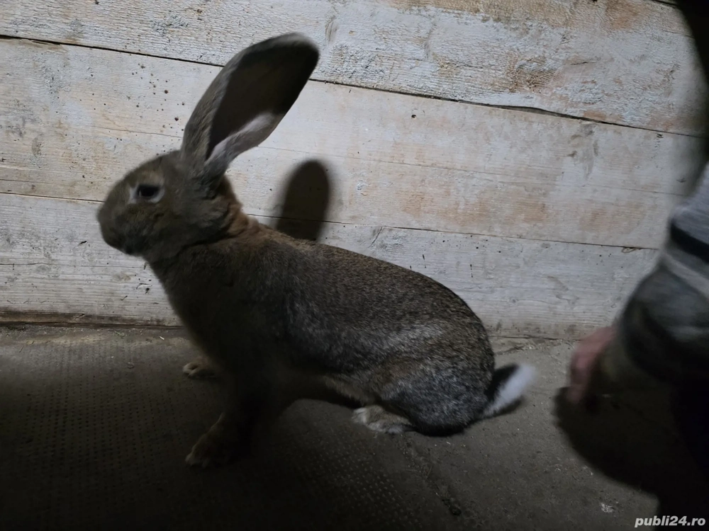 Iepure urias gri german