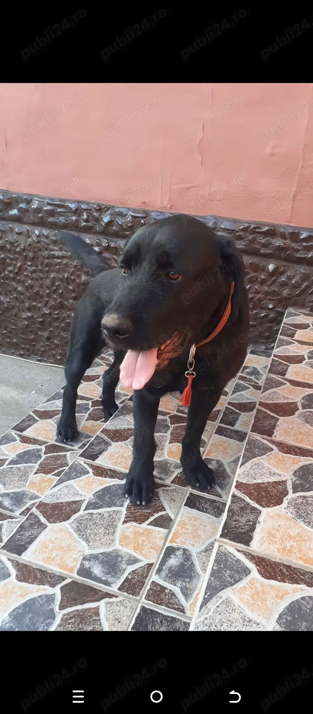 Vând câine de rasa foarte bun 