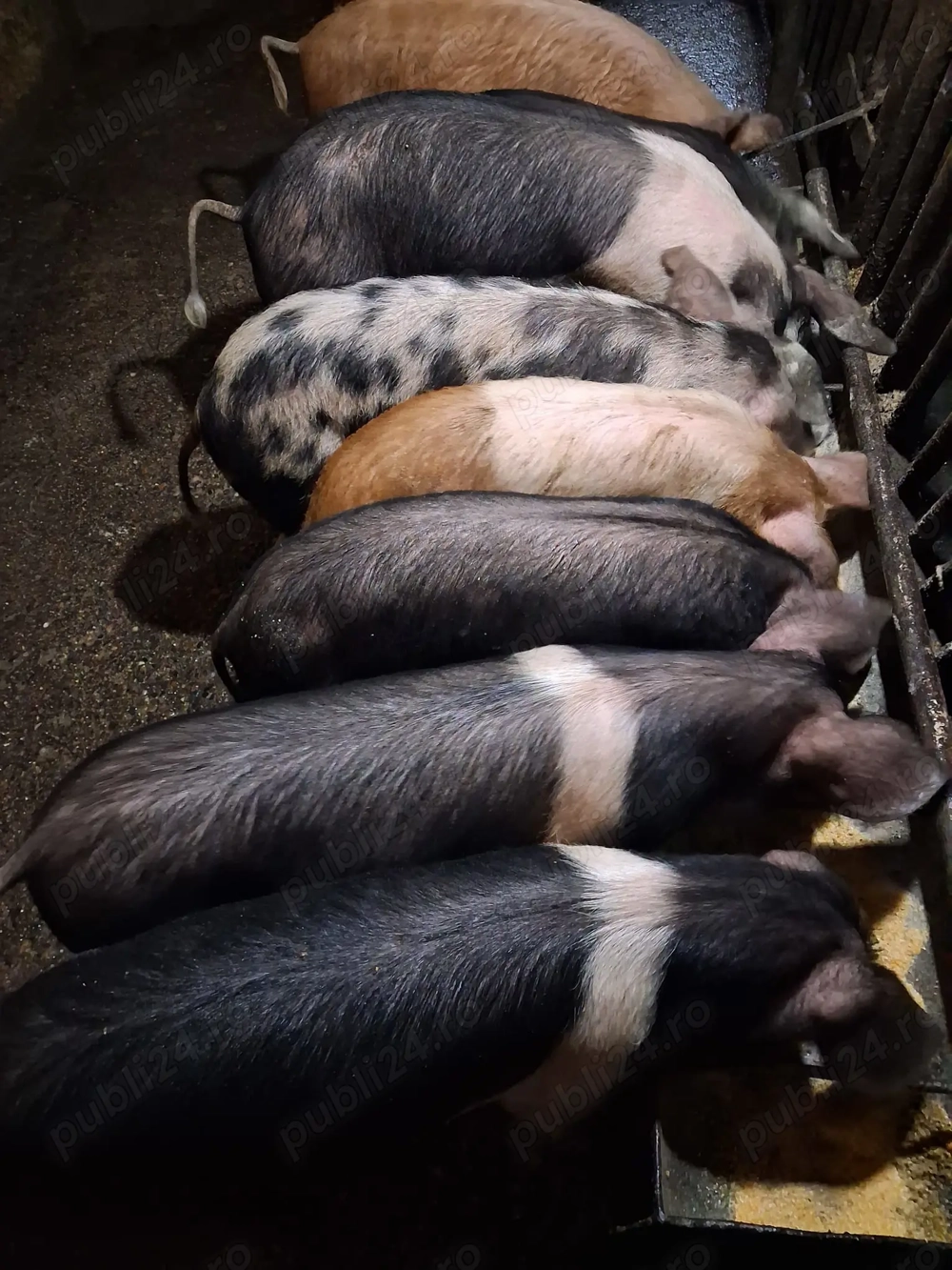 Vand 8 porci Bazna cu Duroc + 3 porci si o scroafa mangalita