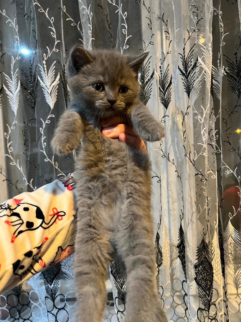 Pisoi British Shorthair rasa pura