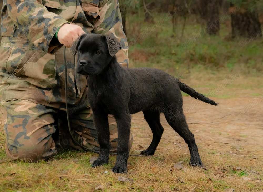 Cane Corso mascul 5 luni cu Pedigree