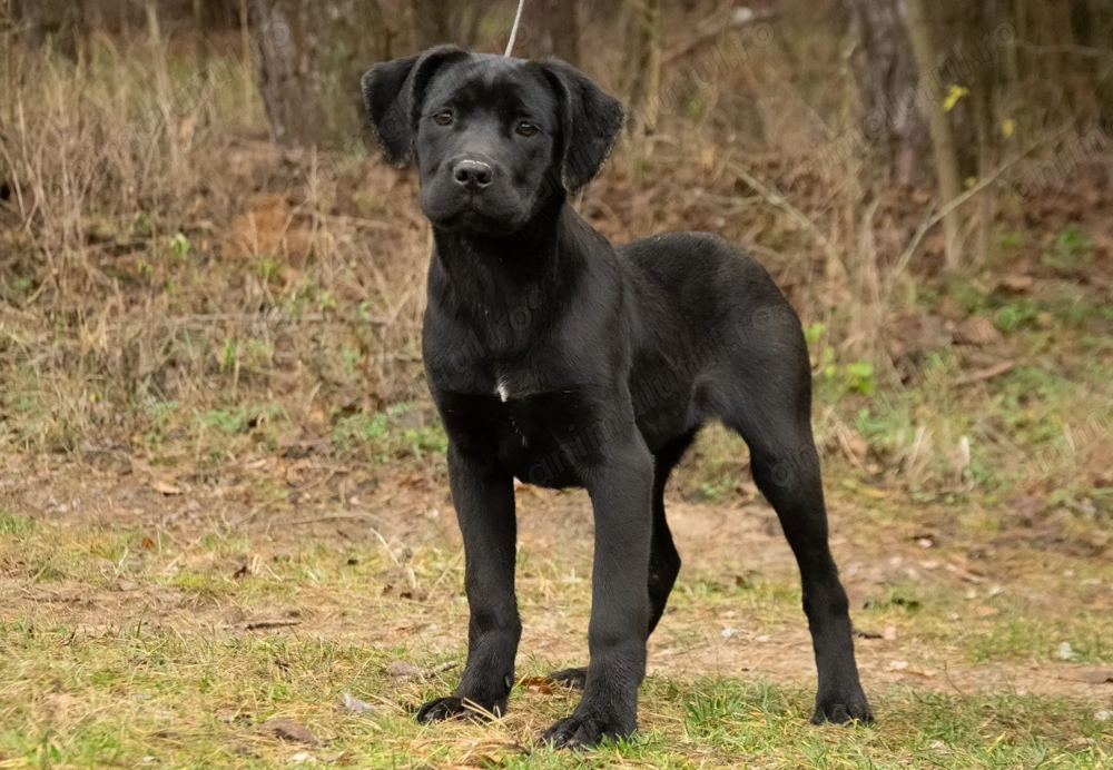 Cane Corso 5 luni cu Pedigree