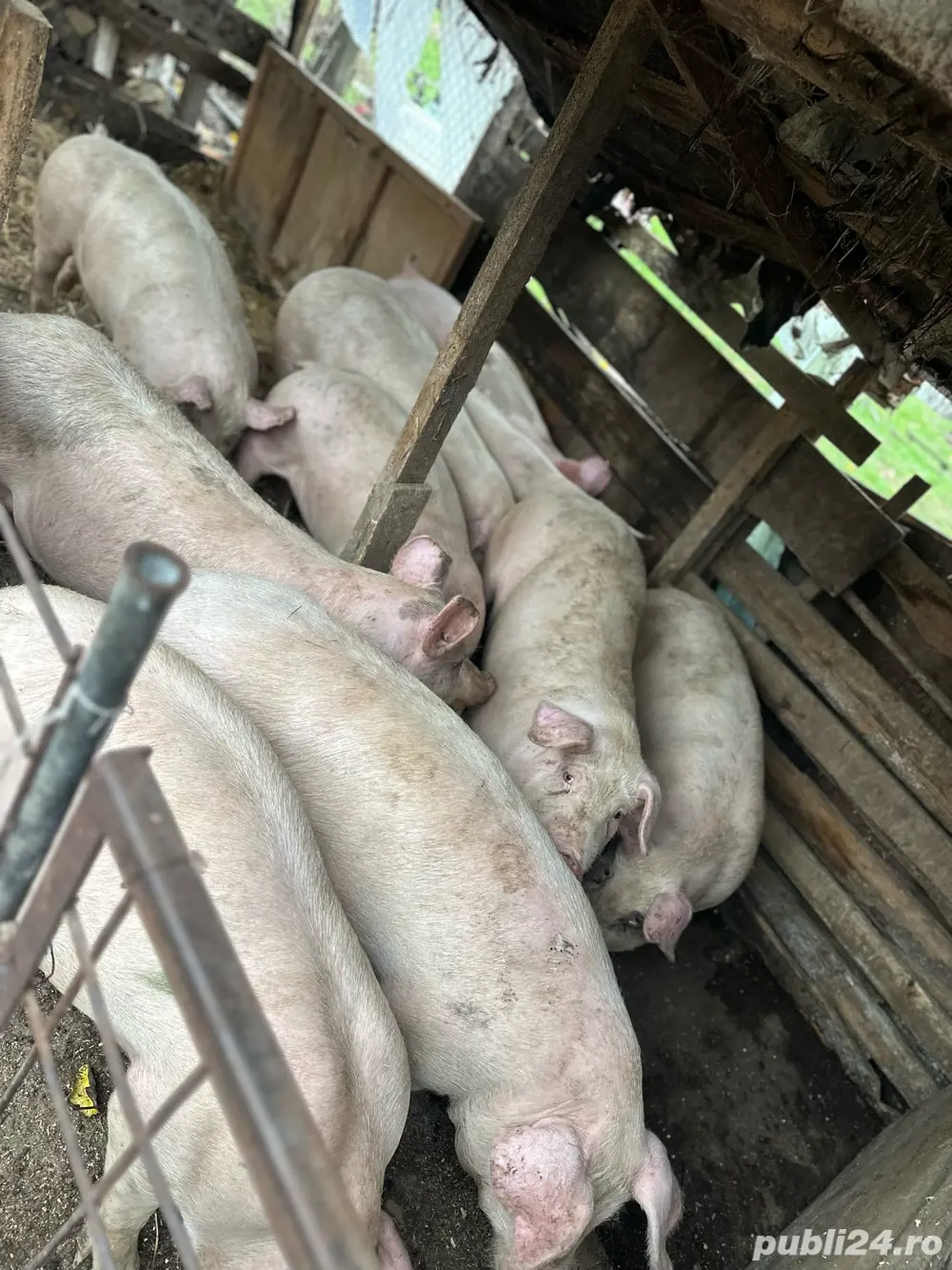 Porci de vanzare Calugareni-Giurgiu