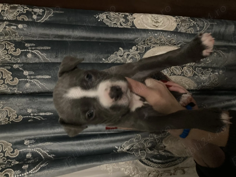 Pui de amstaff își caută căsuța 