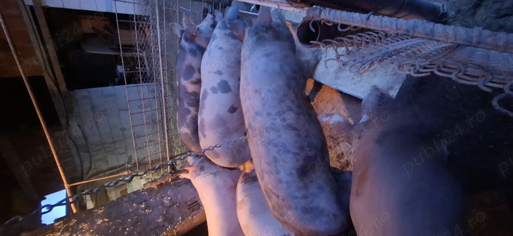 Vând porci de carne crescuți bio !!