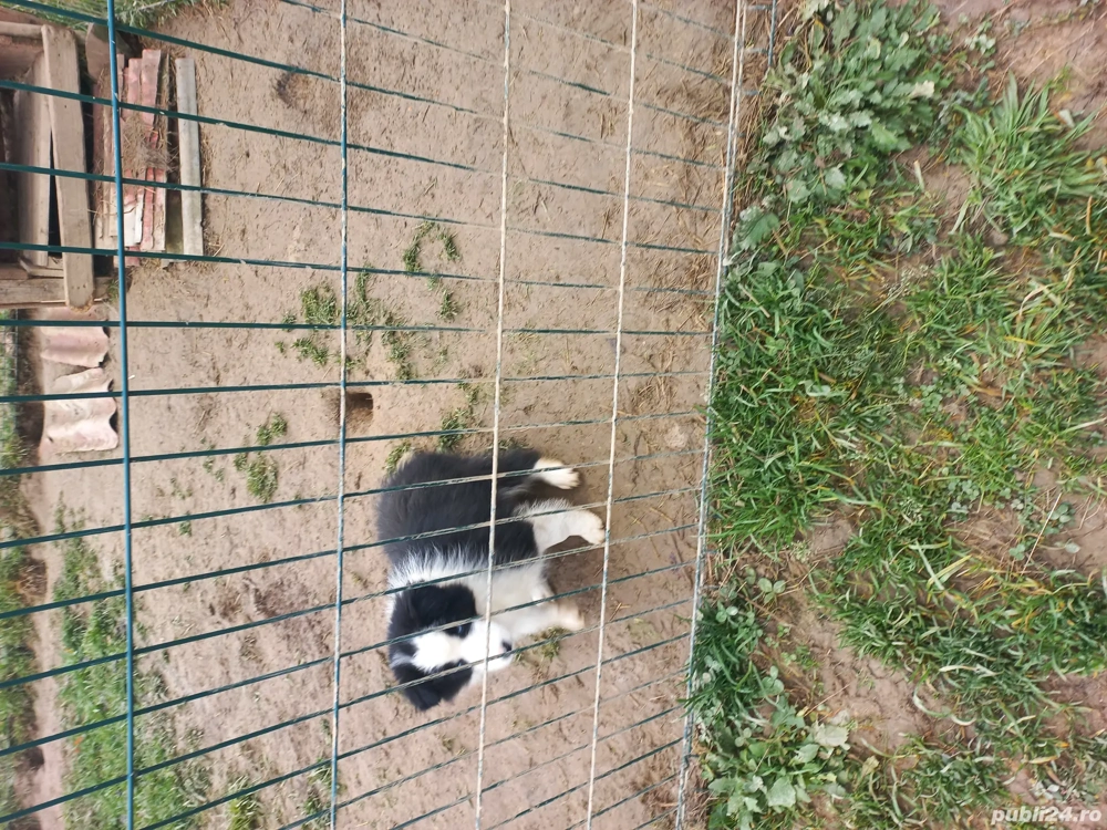 Catelusa Border Collie