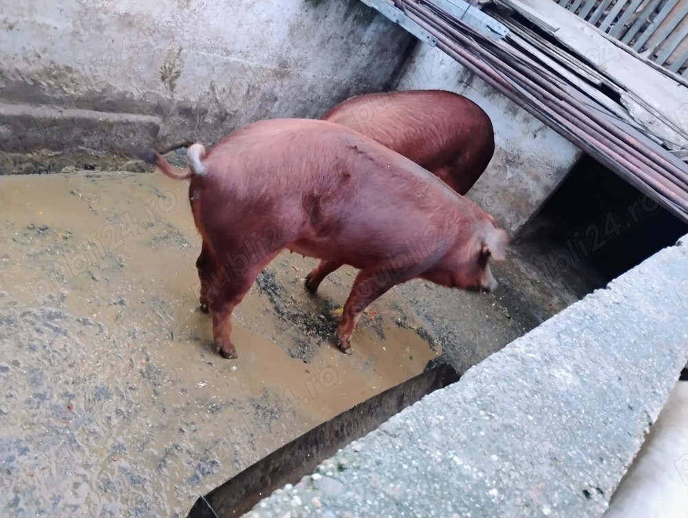 Purcea duroc