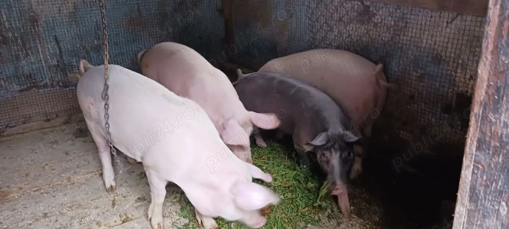 Porci și purcei de vânzare!Detalii la nr.de tel. 