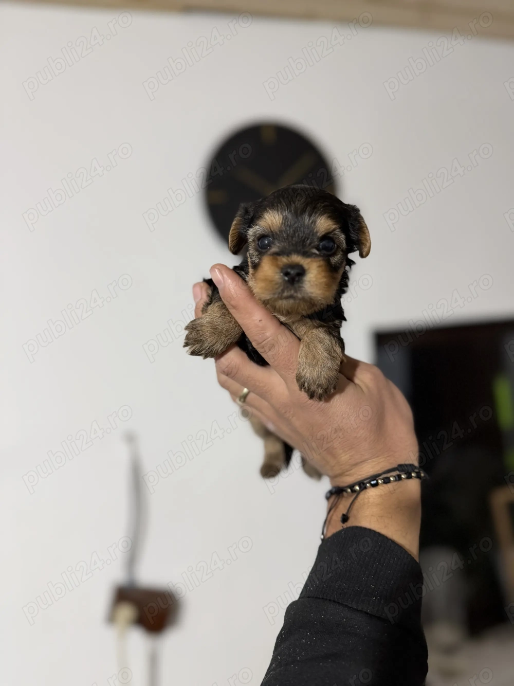 Prenotări Yorkshire terrier