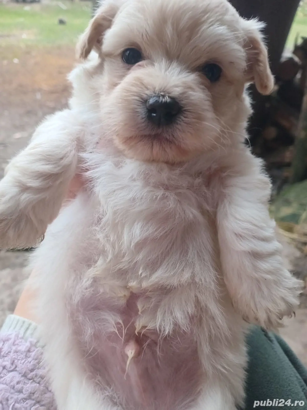 catelusi bichon maltez