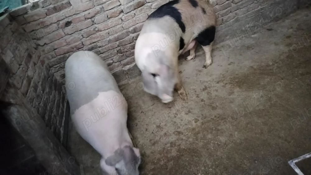 Ofertă porci de vânzare 