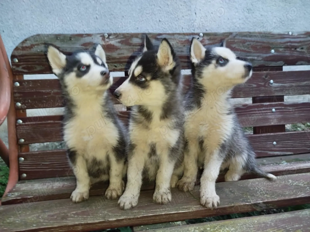 Vând Husky siberian 