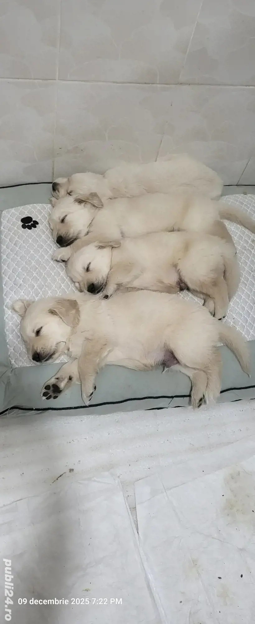 Golden retriever născuți 3 nov.