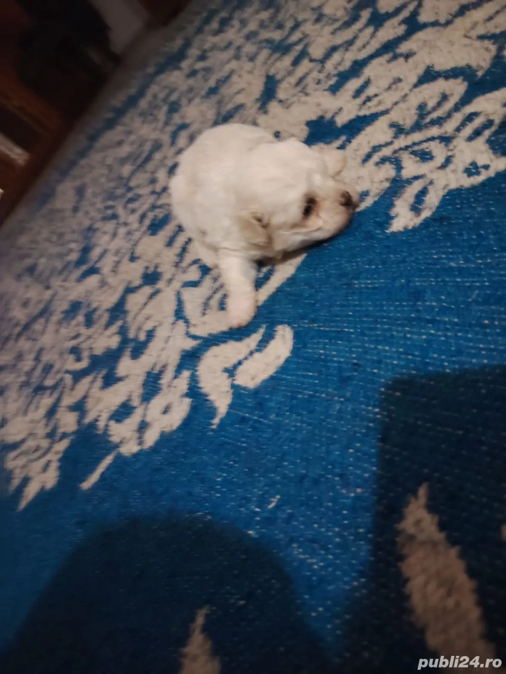 vând caţeluș si caţelușă