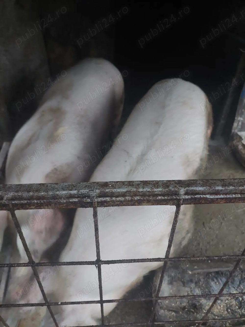 Vand porc! Preț bun