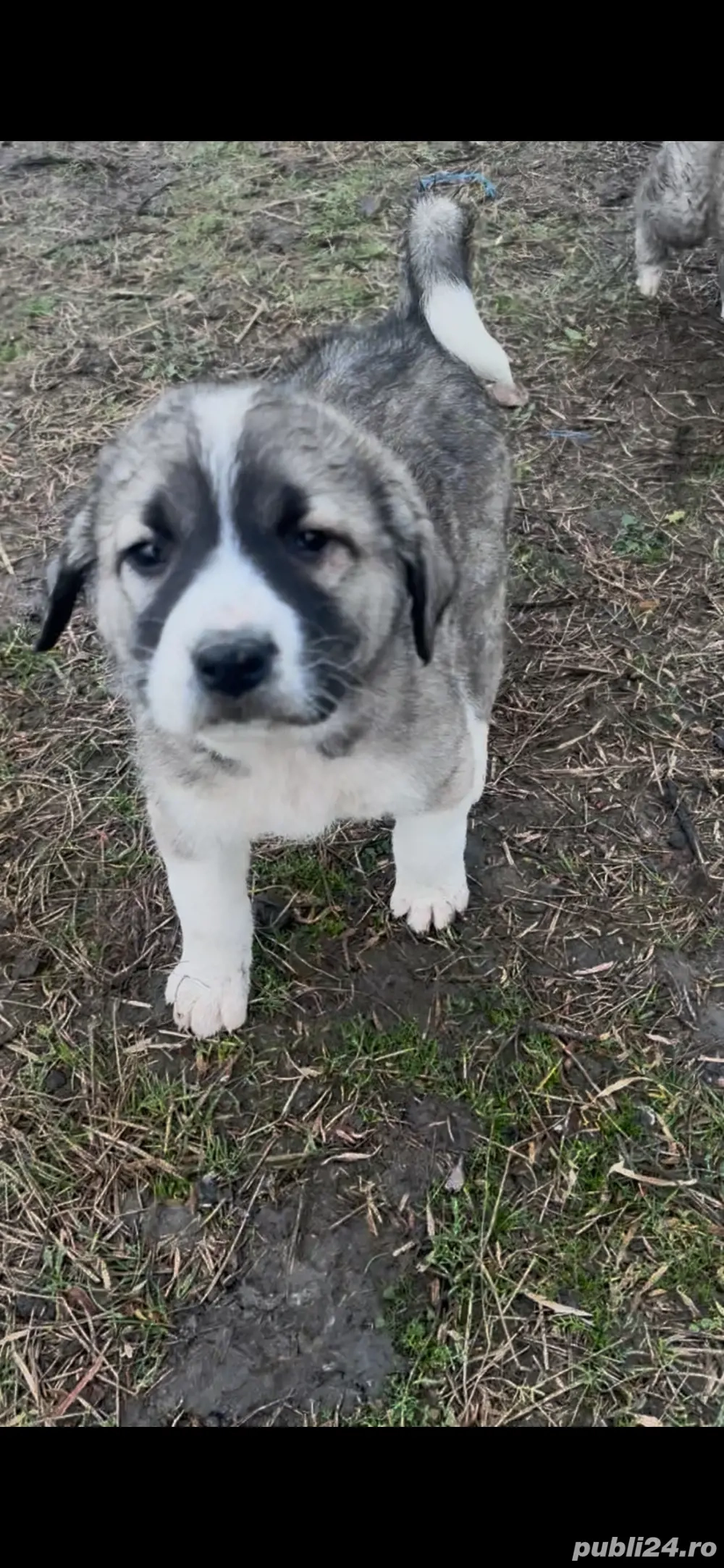 femela kangal catea kangal