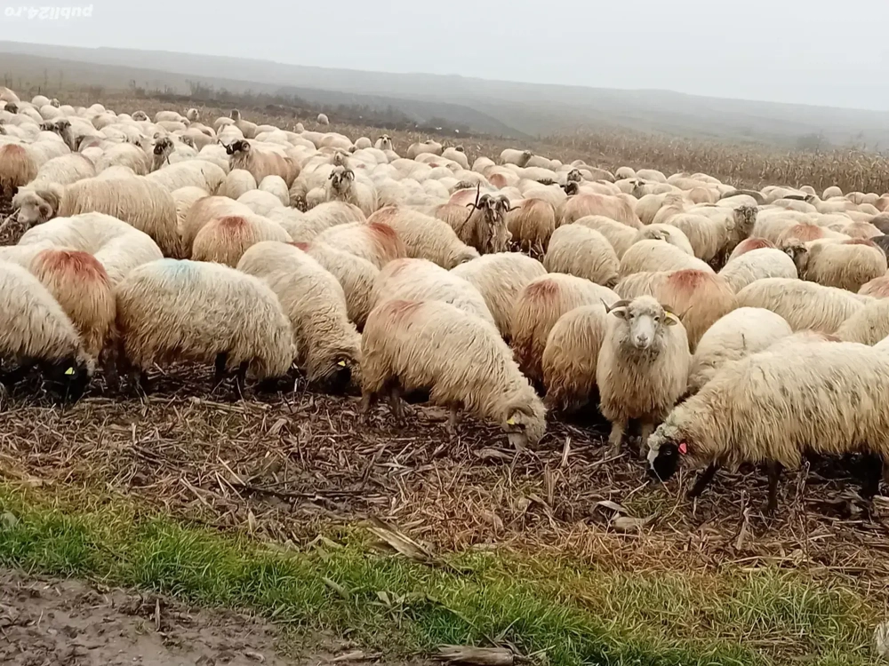 Vand 100 de oi din 700