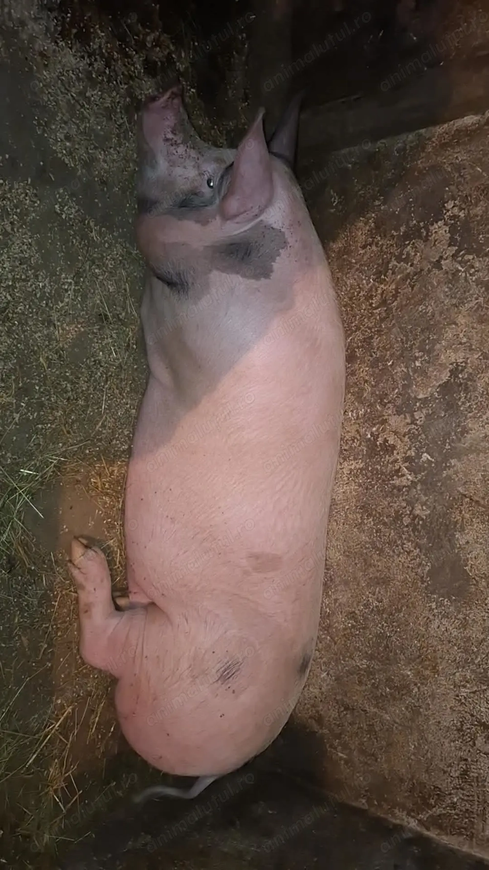 Vand porc de carne 200kg 16lei kg