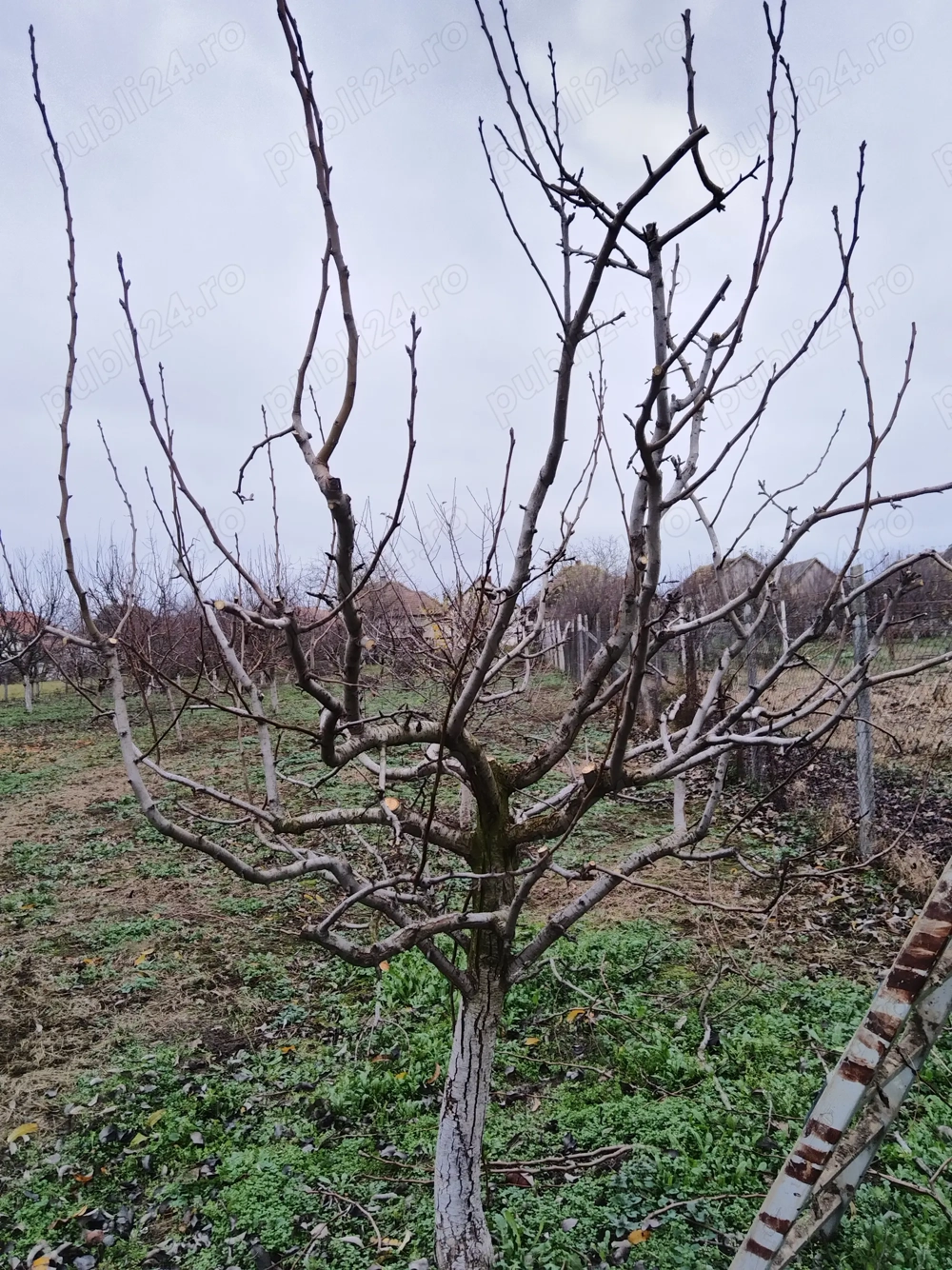 Tăieri pomi fructiferi, arbusti si vita de vie