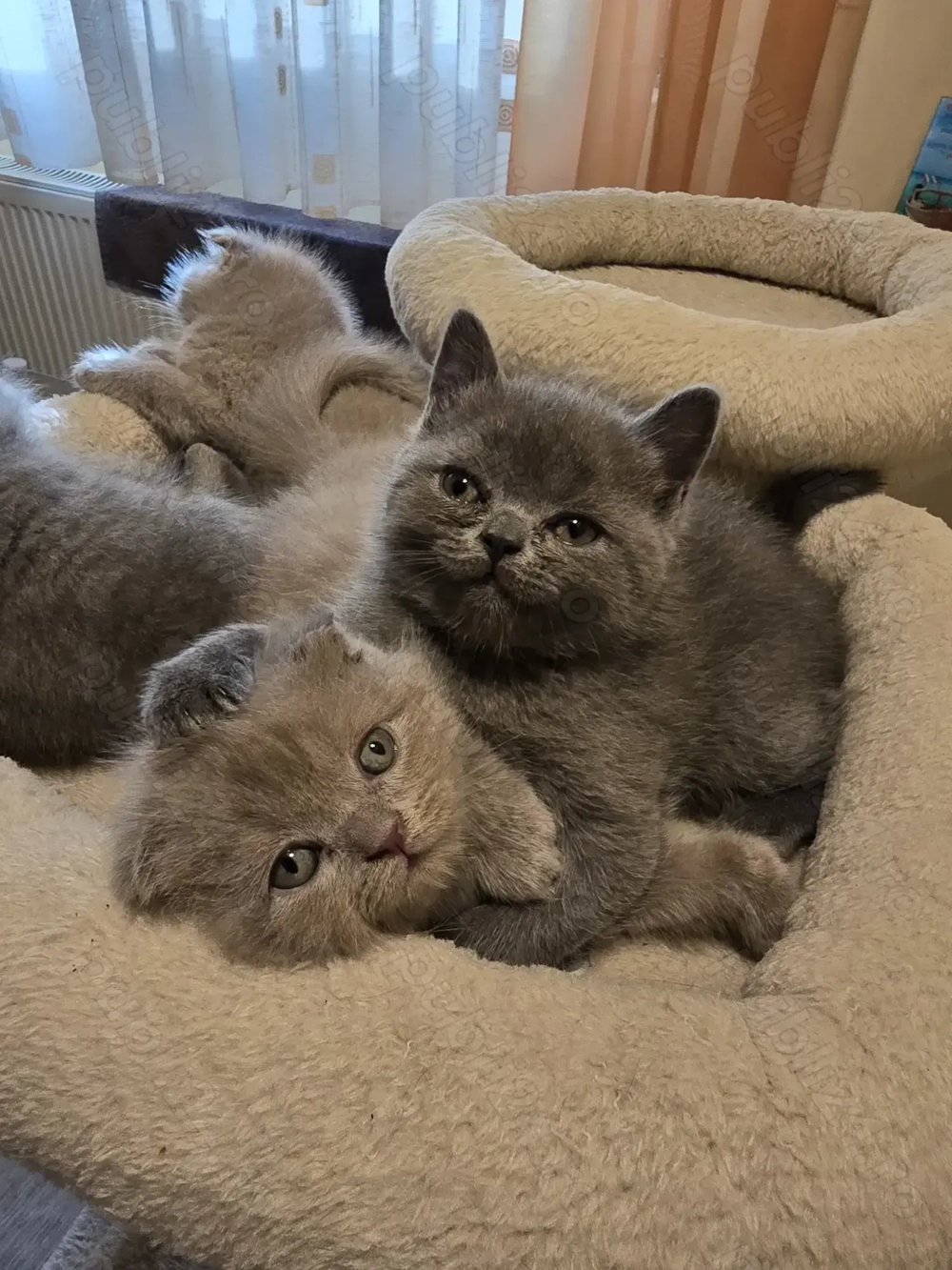 Pisici shorthair british scottish fold