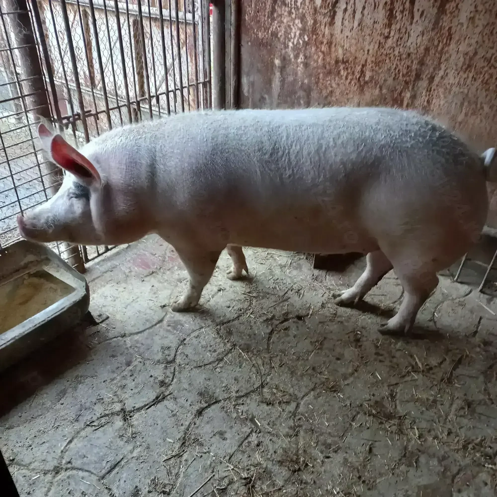 Porc de carne de vanzare