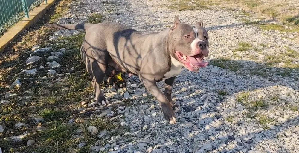 Disponibil femela American Bully 