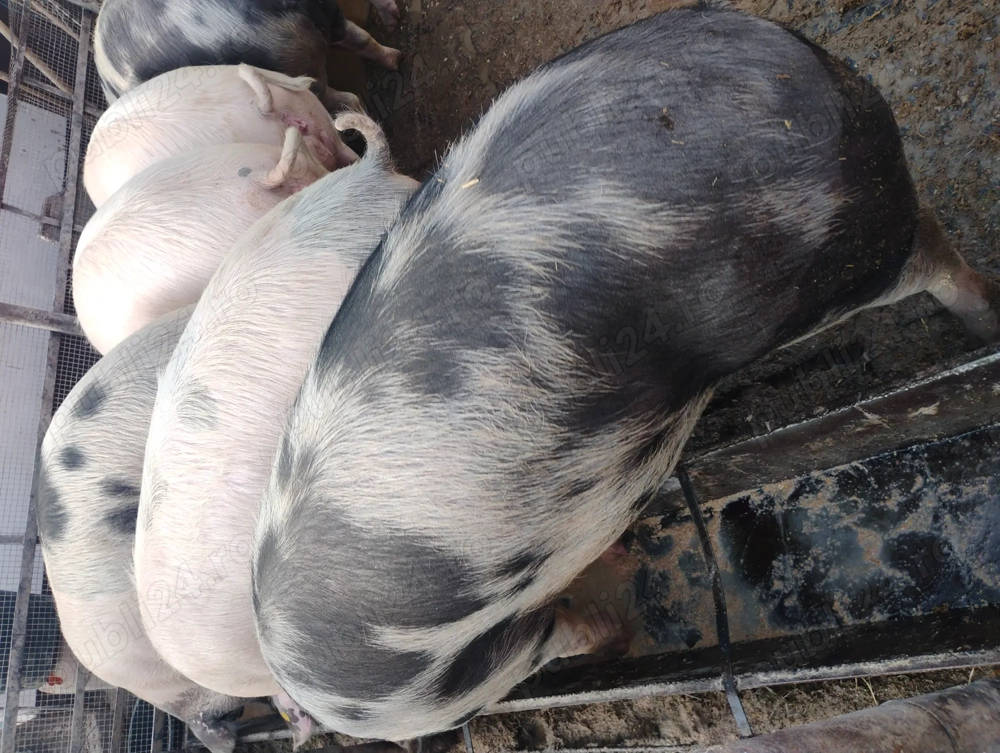 Vând porcii marele alb cu petrean 