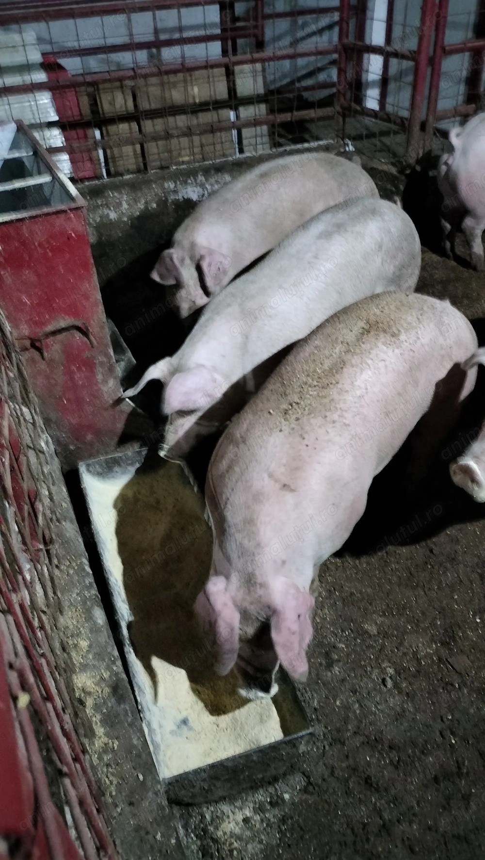 Vând porci top calitate