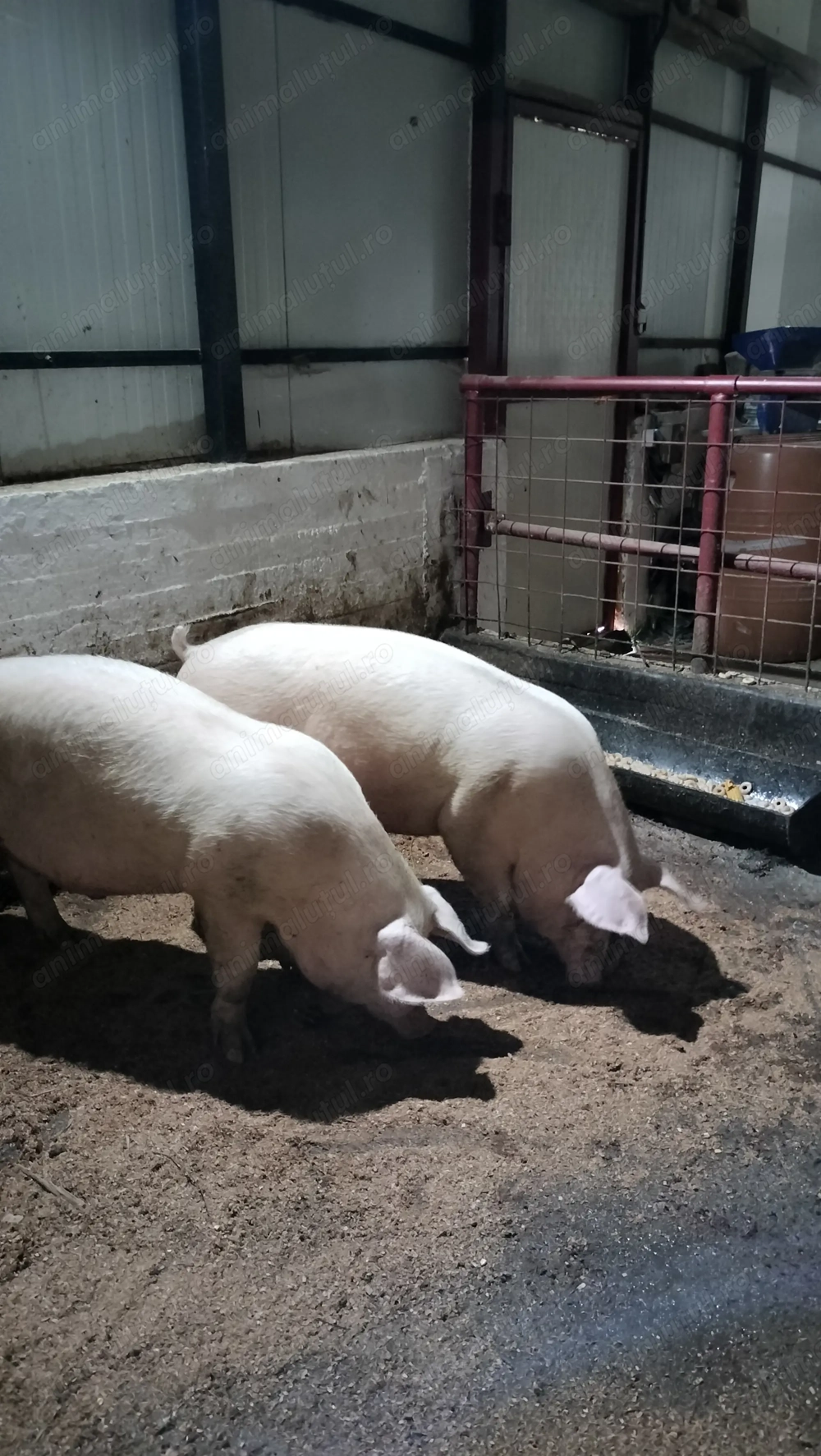 Porci calitate superioara