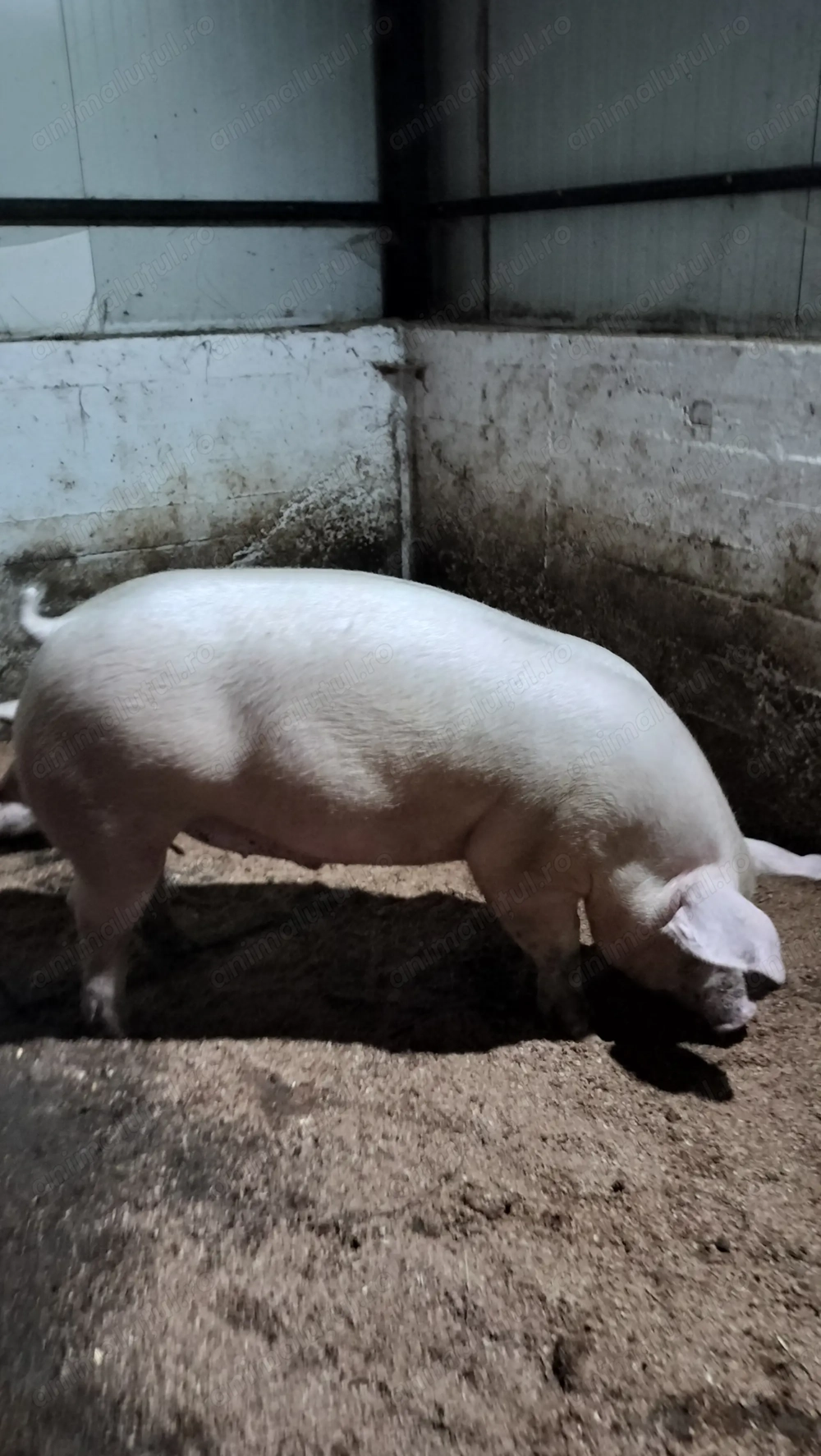 Porci calitate premium