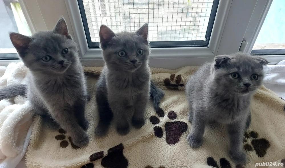 Puiuti pisica rasa british& scotish în vârstă de2 luni