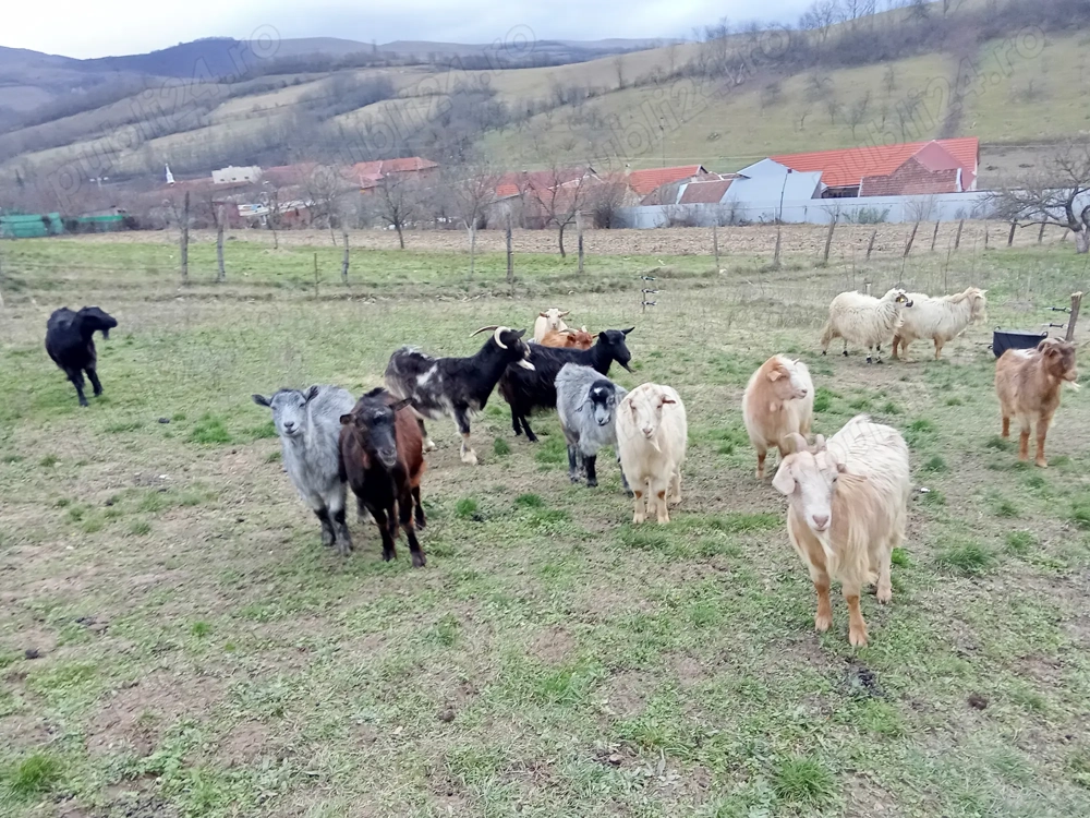 Capre gestante de vânzare 