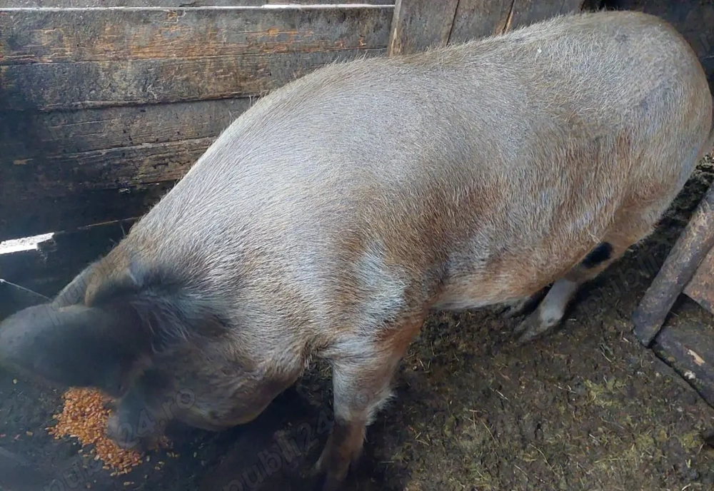 U R G E N T !!! Scroafă de vânzare, potrivită pentru sacrificat!