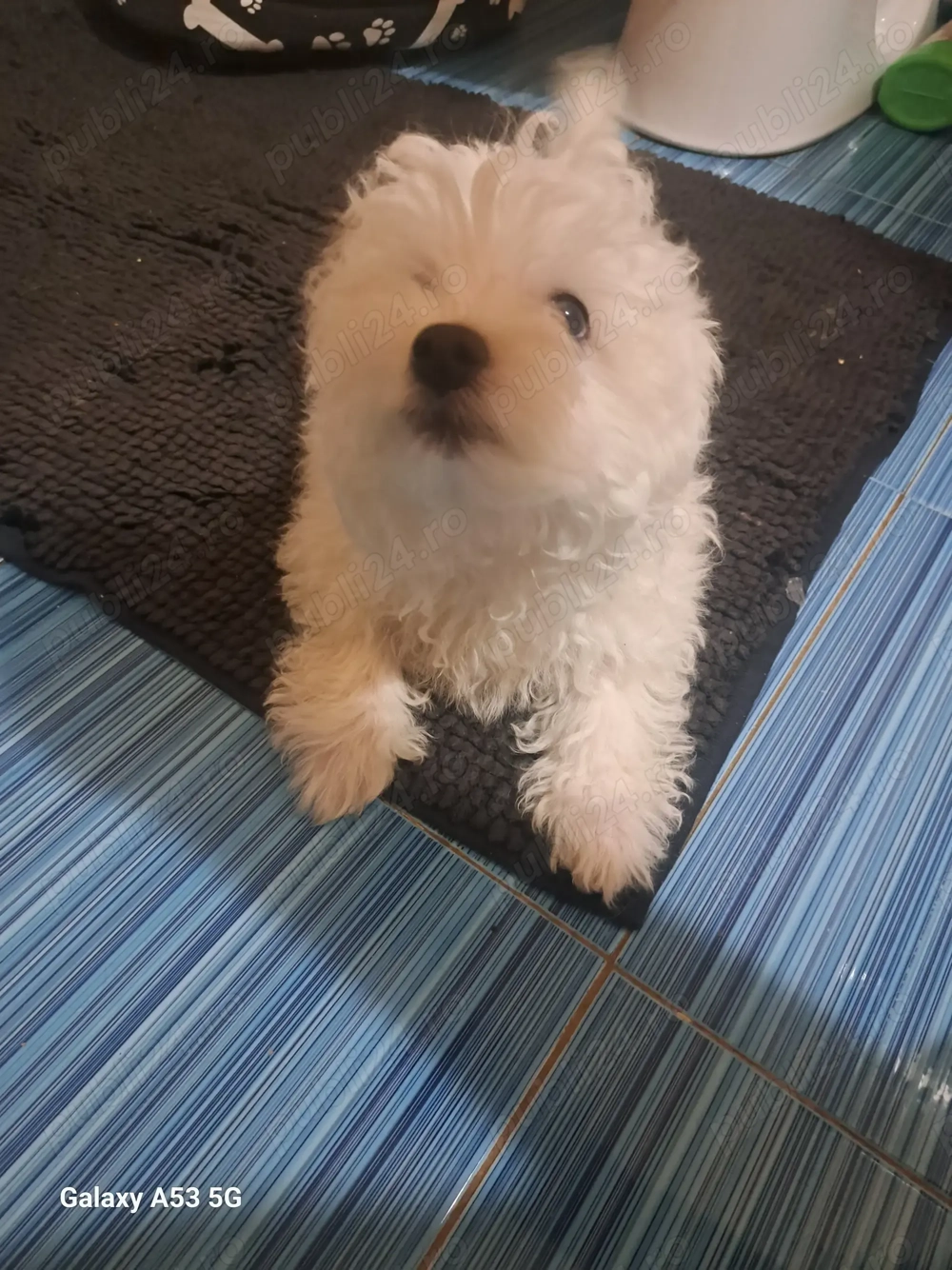 Catel bichon 2 luni jumate .!