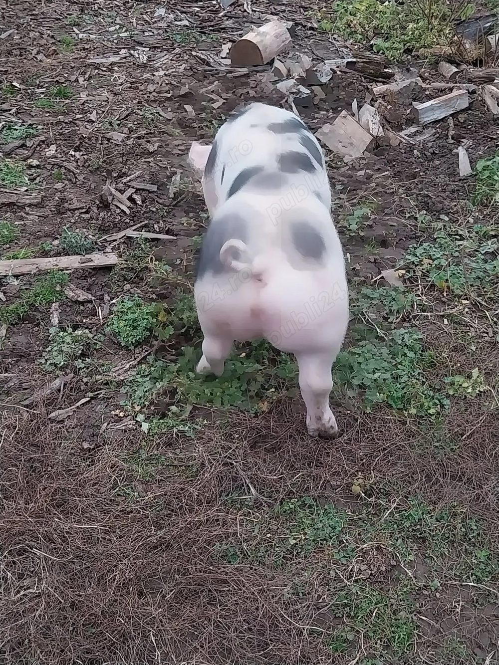 Vand porc 100 kg , pret negociabil