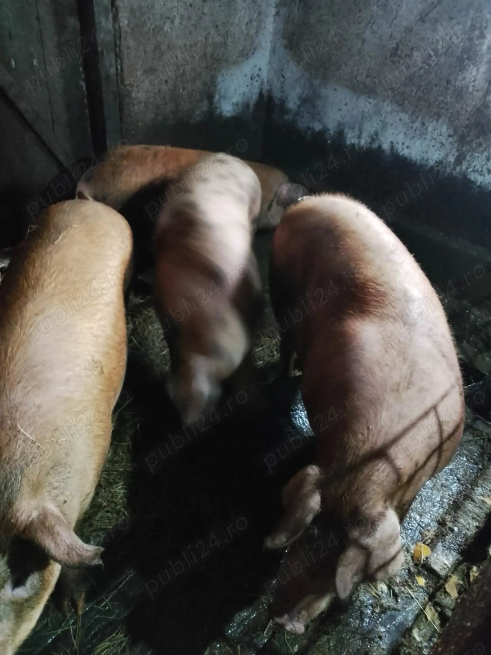 Porci pentru sacrificat