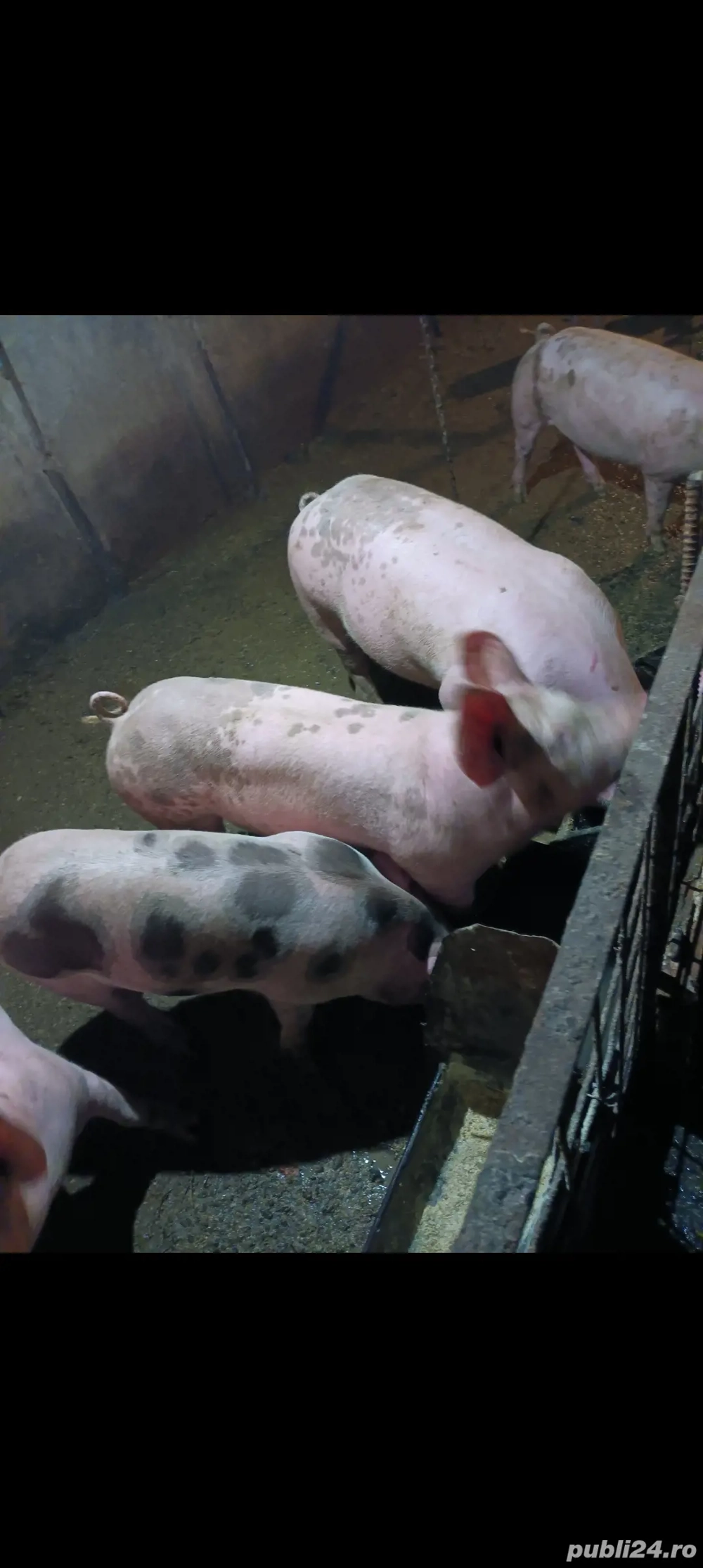  Purceii 80 90 100 120 200 kg