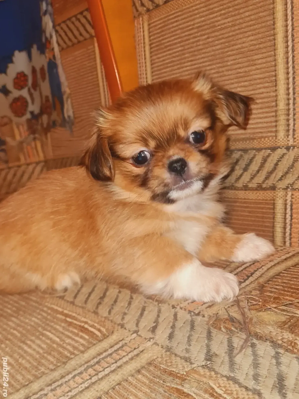 vand cățel pechinez