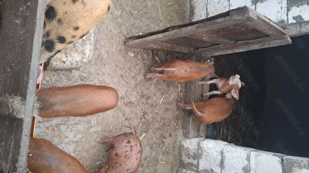 Purceluși rasa duroc cu pietrain 
