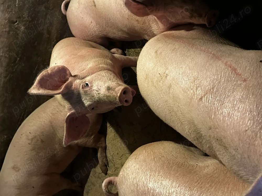 Porci de vânzare între 100-140kg