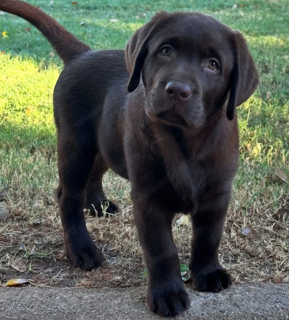 Labrador retriver fetite și băieței negri și auri