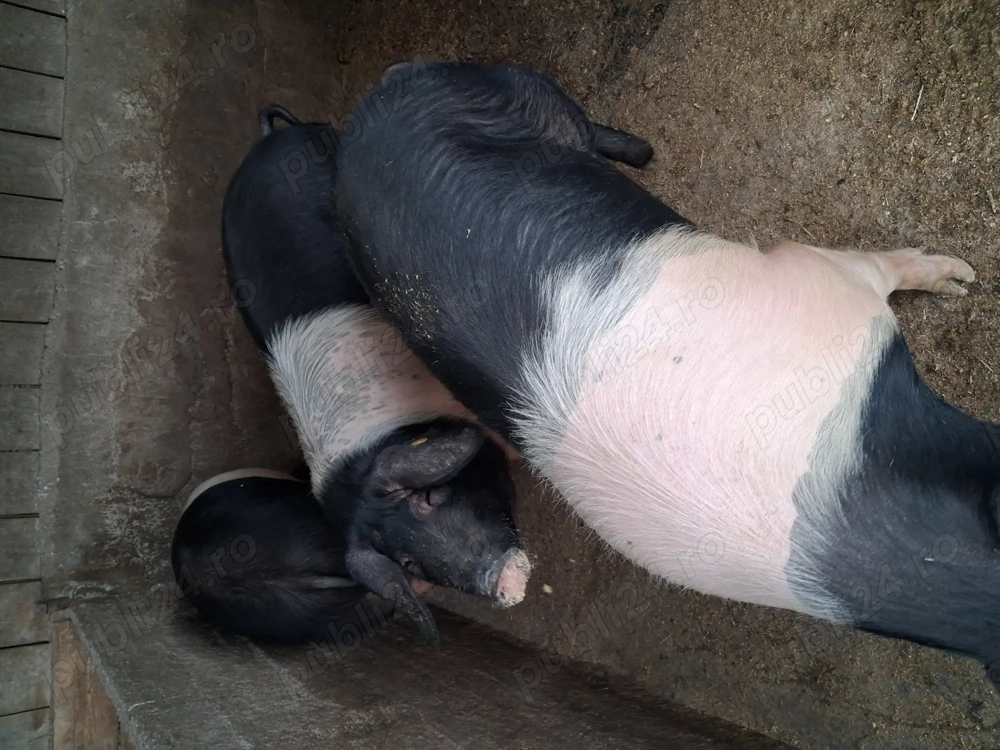 Porci bazna de vânzare 
