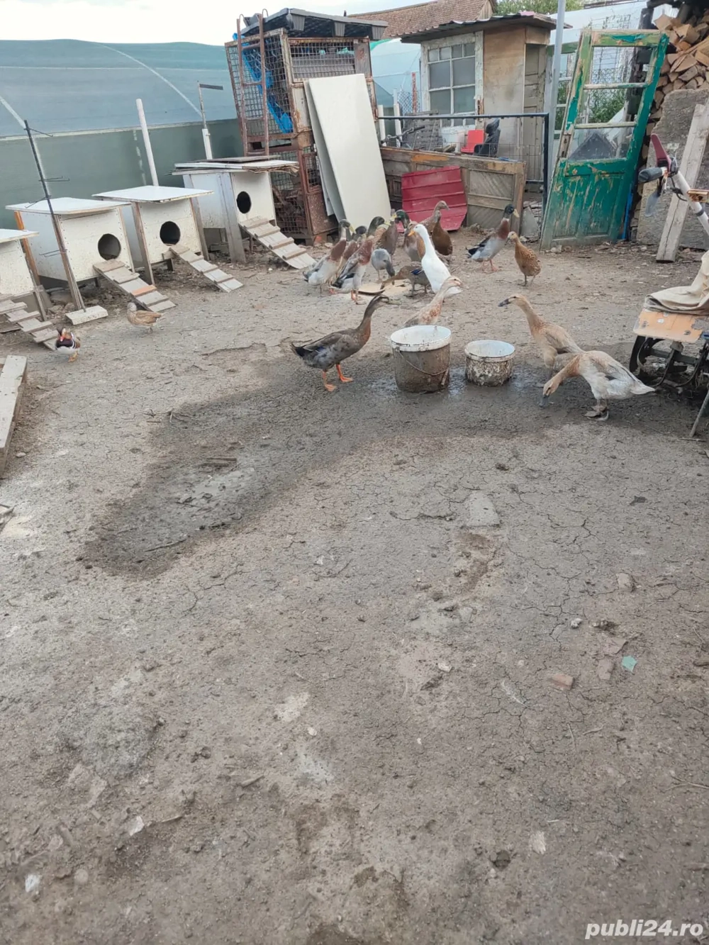 vând rate indiene  familie 2+1 sau 