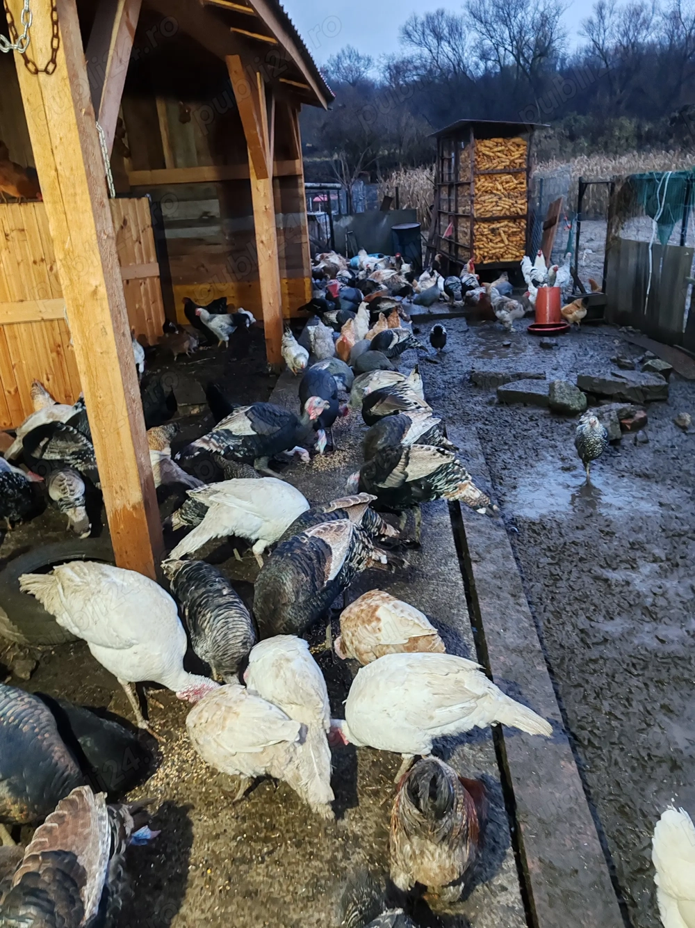 Curcani și curci de vînzare 