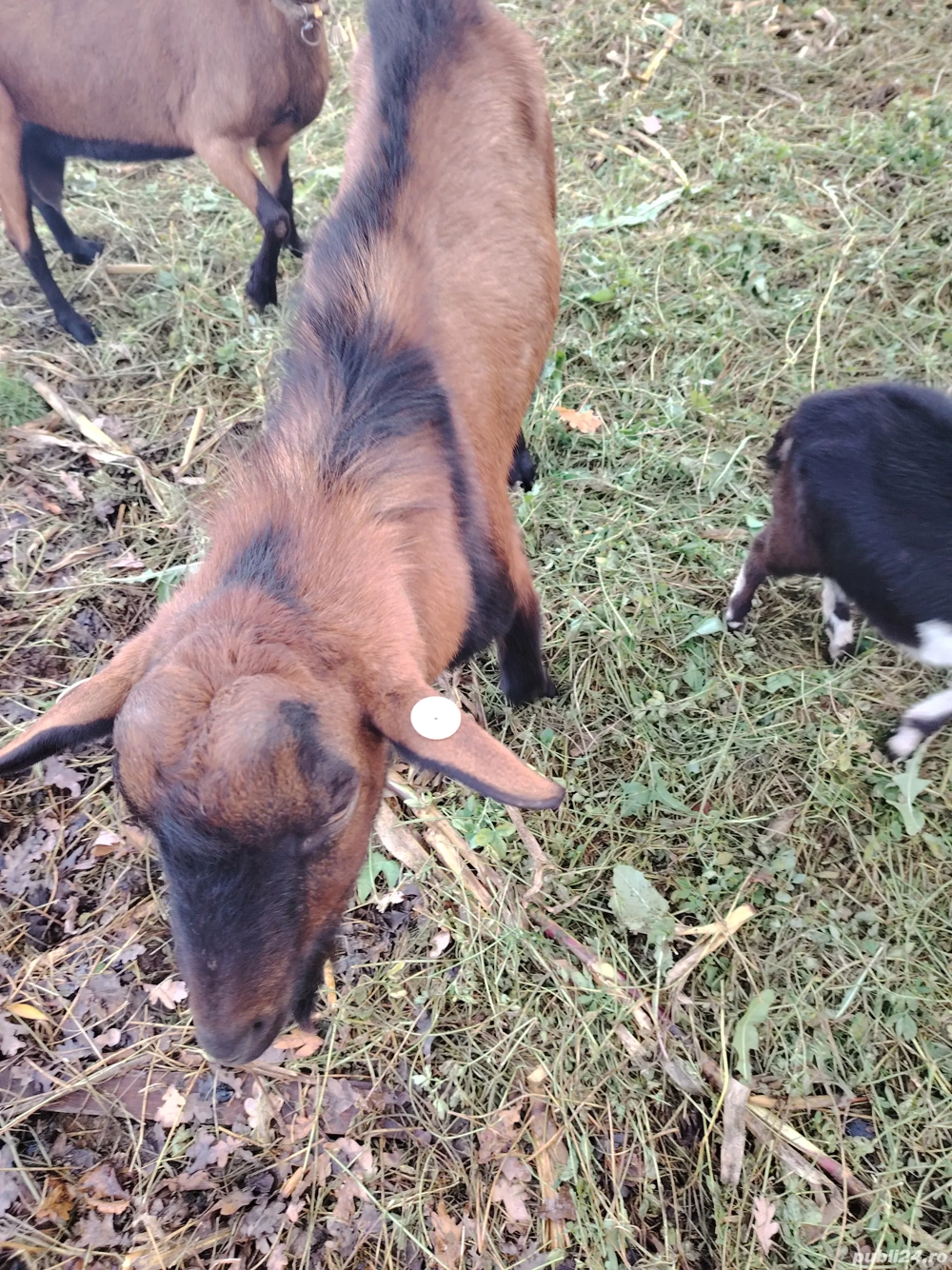 vand tap alpin francez 